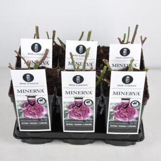 Trosroos (rosa "Minerva"®) - C3 - 1 stuks