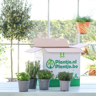 Tuinkruiden box (4 stuks)