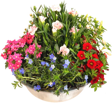 Tuinplanten schaal Ø ca. 30cm