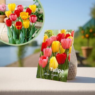 Tulpenbollen Darwin Hybride Mix - 20 stuks
