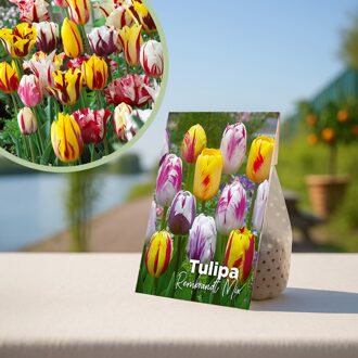 Tulpenbollen mix Rembrandt - 20 stuks