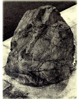 Uitgeverij Architectura & Natura Beweeg Maar Niet - Better Not Move - Petra Noordkamp