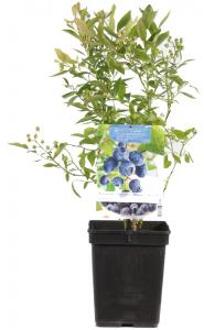 Vaccinium corymbosum Goldtraube Blauw