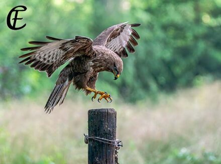 Valkeniersworkshop Falcon Crest (3 uur), inclusief drankje + koek