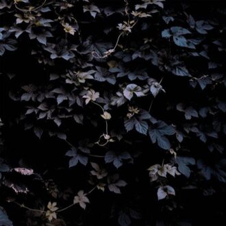 Vallera Michael - Vivid Flu