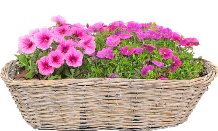 van der Leeden Balkonmand - ovaal - rotan gevlochten - 46 x 22 x 17 cm - bloemen/planten - schuttingmand