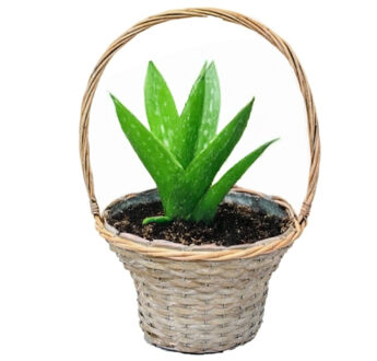 van der Leeden Mand met hengsel - bruin - D35 x H56 cm - rotan - gevlochten riet - hengselmand