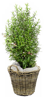 van der Leeden Planten/bloemen mand met hengsels - rotan gevlochten -D30 x H23 cm -plantenpot/plantenmand