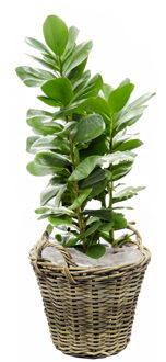 van der Leeden Planten/bloemen mand met hengsels - rotan gevlochten -D35 x H25 cm -plantenpot/plantenmand