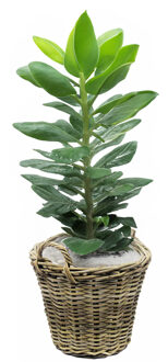 van der Leeden Planten/bloemen mand met hengsels - rotan gevlochten -D42 x H32 cm -plantenpot/plantenmand