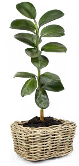 van der Leeden Planten/bloemen mand - rechthoekig - rotan - gevlochten riet - 49 x 37 x 30 cm - drypot