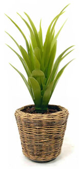 van der Leeden Planten/bloemen mand - rond - rotan - gevlochten riet - D32 x H29 cm - drypot