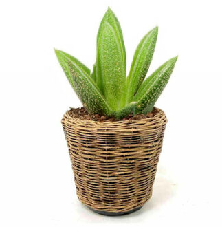 van der Leeden Planten/bloemen mand - rond - rotan - gevlochten riet - D39 x H36 cm - drypot