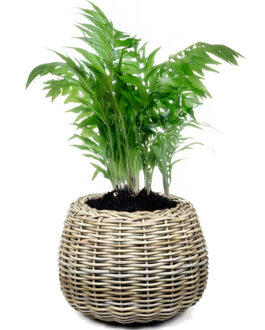 van der Leeden Planten/bloemen mand - rond - rotan - gevlochten riet - D45 x H34 cm - drypot