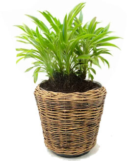 van der Leeden Planten/bloemen mand - rond - rotan - gevlochten riet - D55 x H47 cm - drypot