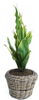 van der Leeden Planten/bloemen mand - rotan - gevlochten riet - D27 x H20 cm - drypot - plantenpot