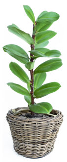 van der Leeden Planten/bloemen mand - rotan - gevlochten riet - D32 x H23 cm - drypot - plantenpot