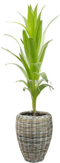 van der Leeden Planten/bloemen mand - rotan - gevlochten riet - D48 x H62 cm - drypot - plantenpot