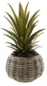 van der Leeden Planten/bloemen mand - Tina - cilinder - rotan - gevlochten riet - D30 x H19 cm - drypot