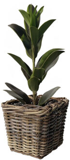 van der Leeden Planten/bloemen mand - vierkant - rotan - gevlochten riet - L21 x B21 x H28 cm - plantenpot