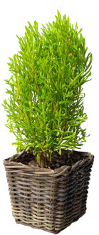 van der Leeden Planten/bloemen mand - vierkant - rotan - gevlochten riet - L33 x B33 x H30 cm - plantenpot