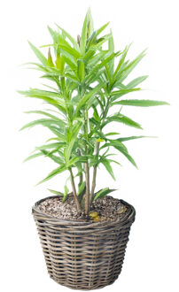 van der Leeden Planten of bloemen mand - rond - rotan - gevlochten riet - D30 x H27 cm - bloempot