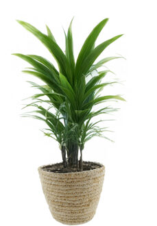 van der Leeden Plantenmand - rotan - maisblad - D18 x H15 cm - ronde plantenpot - bloemen mand