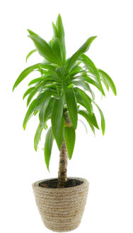 van der Leeden Plantenmand - rotan - maisblad - D22 x H18 cm - ronde plantenpot - bloemen mand