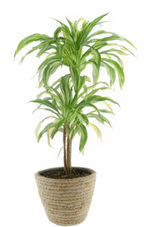 van der Leeden Plantenmand - rotan - maisblad - D25 x H22 cm - ronde plantenpot - bloemen mand