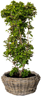 van der Leeden Terrasschaal D32H14