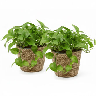 van der Leeden VD Leeden Planten of bloemen mand - 2x - rond - zeegras gevlochten - D25 x H22 cm - bloempot