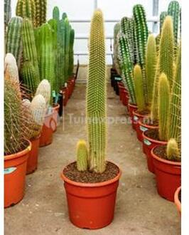 Vatricania cactus guentheri L kamerplant