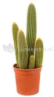 Vatricania cactus guentheri M kamerplant