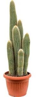 Vatricania cactus guentherii S kamerplant
