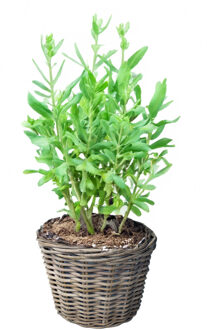 VD Leeden Planten of bloemen mand - rond - rotan - D25 x H22 cm