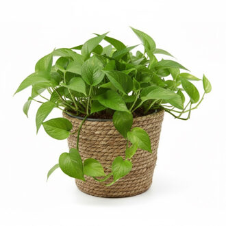 VD Leeden Planten of bloemen mand - zeegras gevlochten - D25 x H22 cm