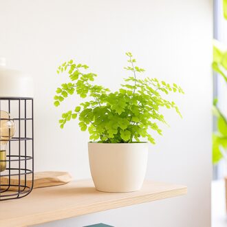 Venushaar (Adiantum Fragrans varen) - P 12 cm