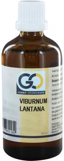 Viburnum Lantana