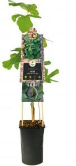 Vijg Ficus Carica Brown Turkey M 75 cm klimplant