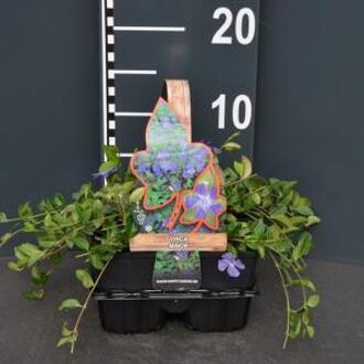Vinca minor Samplant