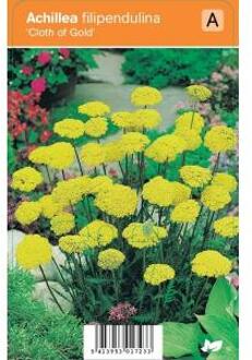 Vips Achillea filipendulina Cloth of Gold - Duizendblad