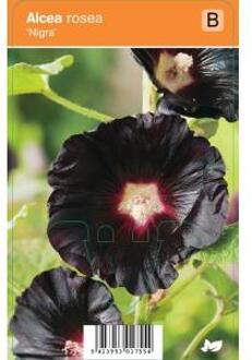 Vips Alcea rosea Nigra - Stokroos