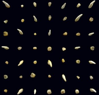 Visions Of Bodies Being Burned