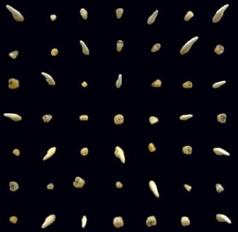 Visions Of Bodies Being Burned