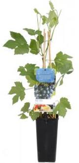 Vitis vinifera Boskoop Glorie Blauw