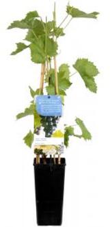 Vitis vinifera Muscat Blue