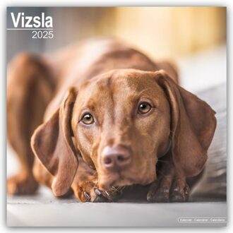 Vizsla Calendar 2025 Square Dog Breed Wall Calendar - 16 Month - Browntrout Wandkalender - Avonside Publishing Ltd