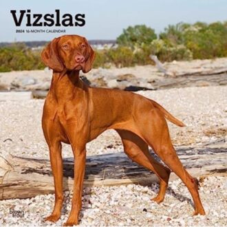 Vizslas 2024 Square - Browntrout