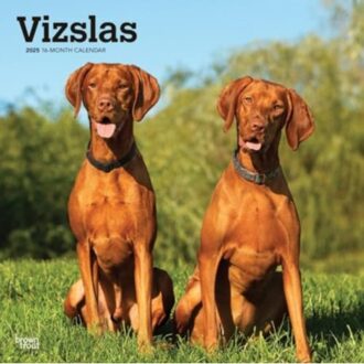 Vizslas 2025 12 X 24 Inch Monthly Square Wall Calendar Plastic-Free - Browntrout