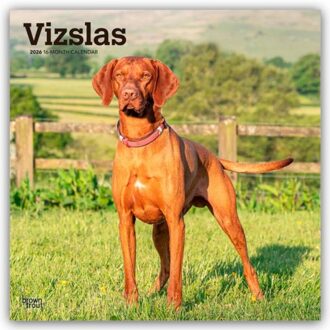 Vizslas 2026 Square Flap Calendar - Browntrout Wandkalender - Browntrout Publishers